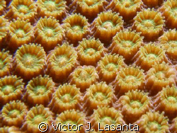 close -up to a star coral at windows dive site in parguer... by Victor J. Lasanta 